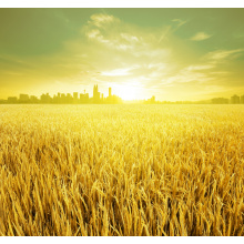 PZU выплатила аграриям более 2,7 млн грн. возмещения за ущерб в 2016 году