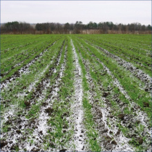 Нова програма для фермерів: страхування від весняних заморозків