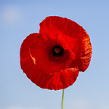 Привітання з Днем Перемоги!