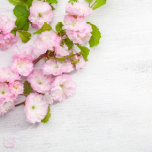 Привітання зі святом жіночності!