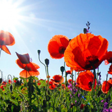 Пам’ятаємо наших героїв