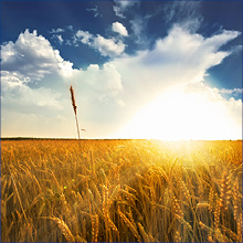 З Днем Незалежності України!