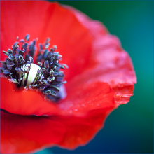 Поздравление с Днем Победы