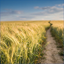 Як застрахувати врожай в Україні і чи це справді працює